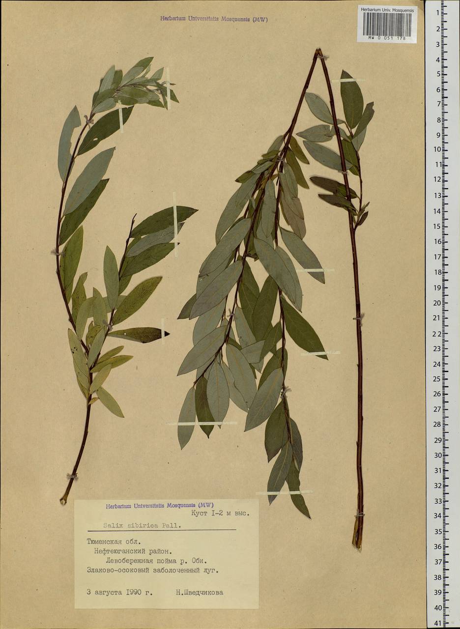 Salix rosmarinifolia L., Siberia, Western Siberia (S1) (Russia)