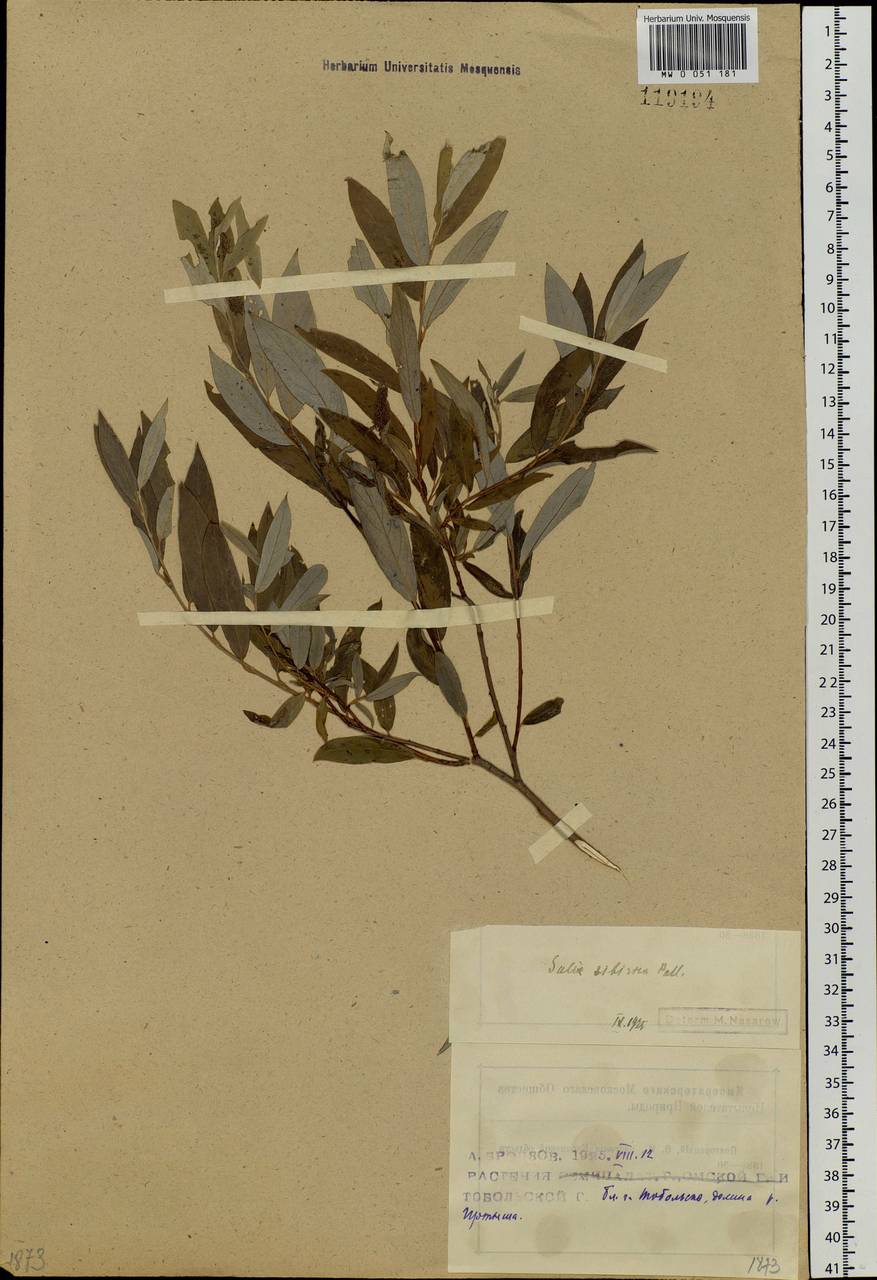 Salix rosmarinifolia L., Siberia, Western Siberia (S1) (Russia)