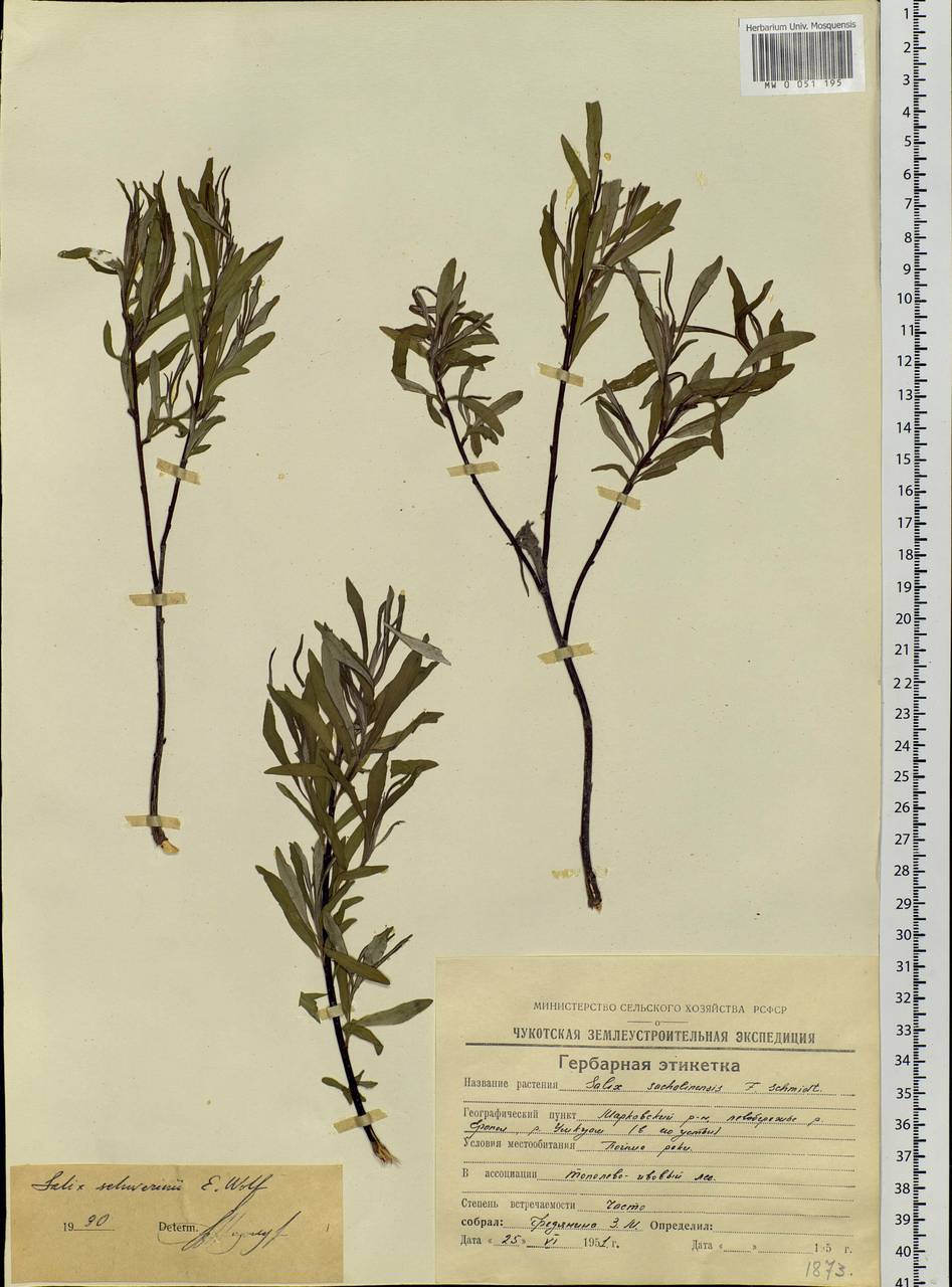 Salix schwerinii E. L. Wolf, Siberia, Chukotka & Kamchatka (S7) (Russia)