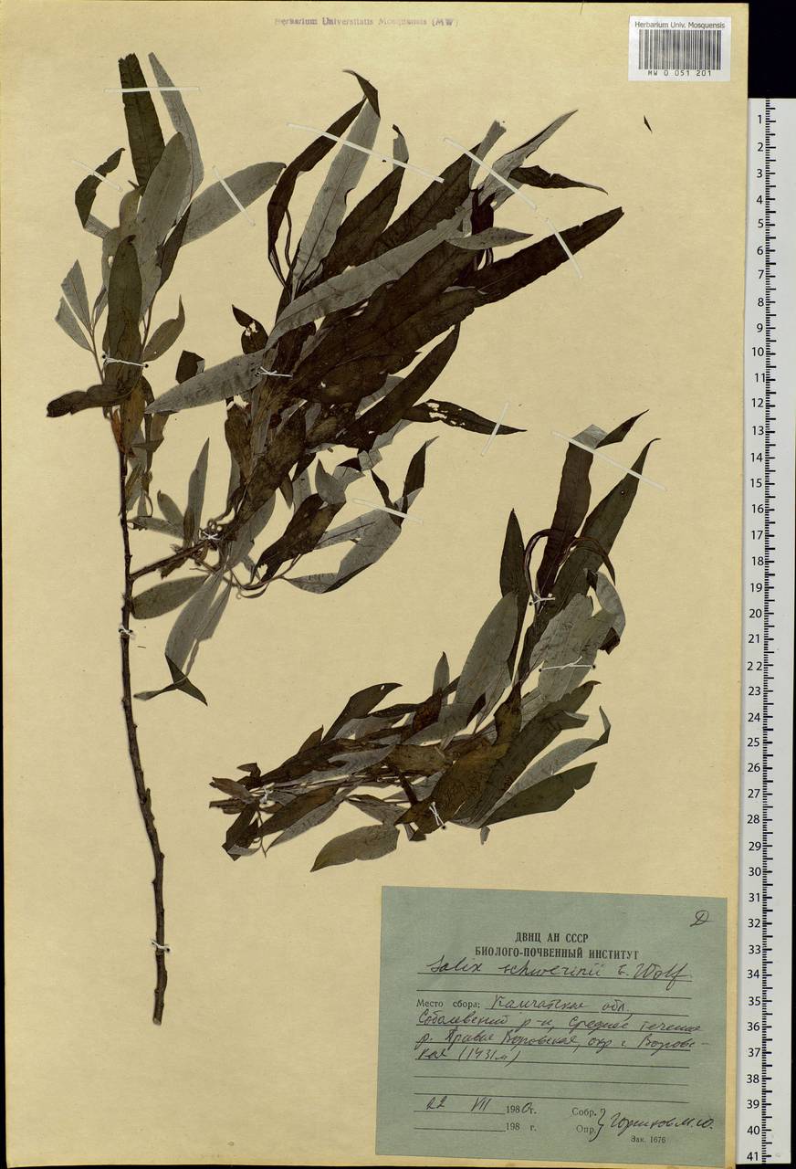 Salix schwerinii E. Wolf, Siberia, Chukotka & Kamchatka (S7) (Russia)