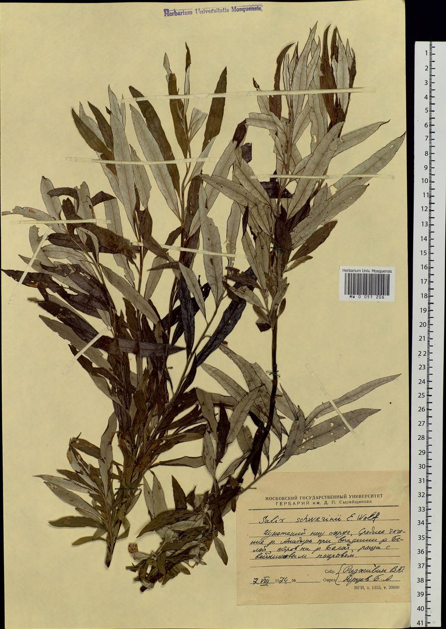 Salix schwerinii E. Wolf, Siberia, Chukotka & Kamchatka (S7) (Russia)