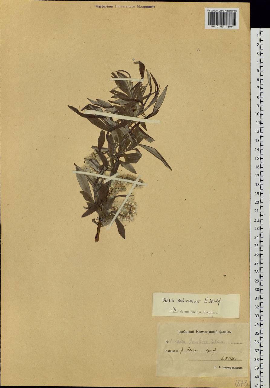 Salix schwerinii E. Wolf, Siberia, Chukotka & Kamchatka (S7) (Russia)