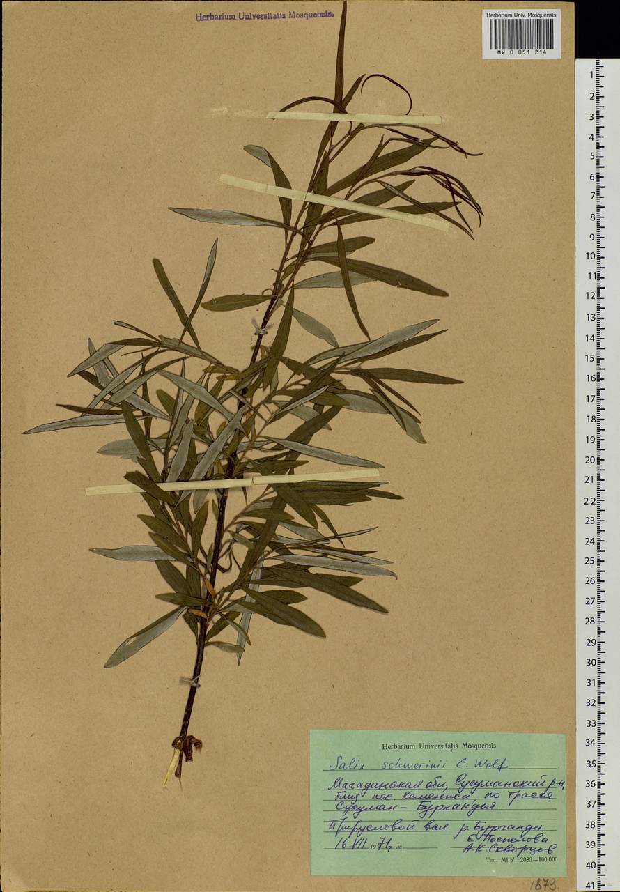 Salix schwerinii E. Wolf, Siberia, Chukotka & Kamchatka (S7) (Russia)