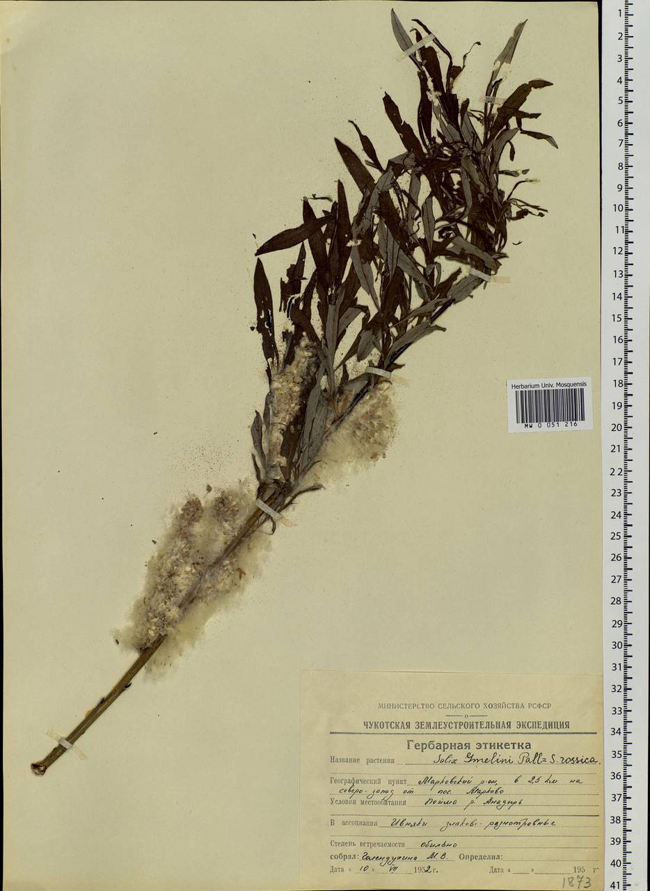 Salix schwerinii E. Wolf, Siberia, Chukotka & Kamchatka (S7) (Russia)