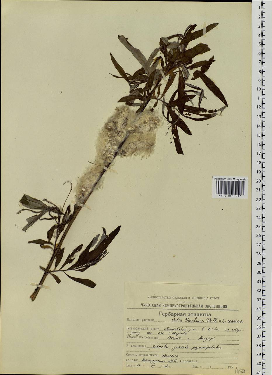 Salix schwerinii E. Wolf, Siberia, Chukotka & Kamchatka (S7) (Russia)