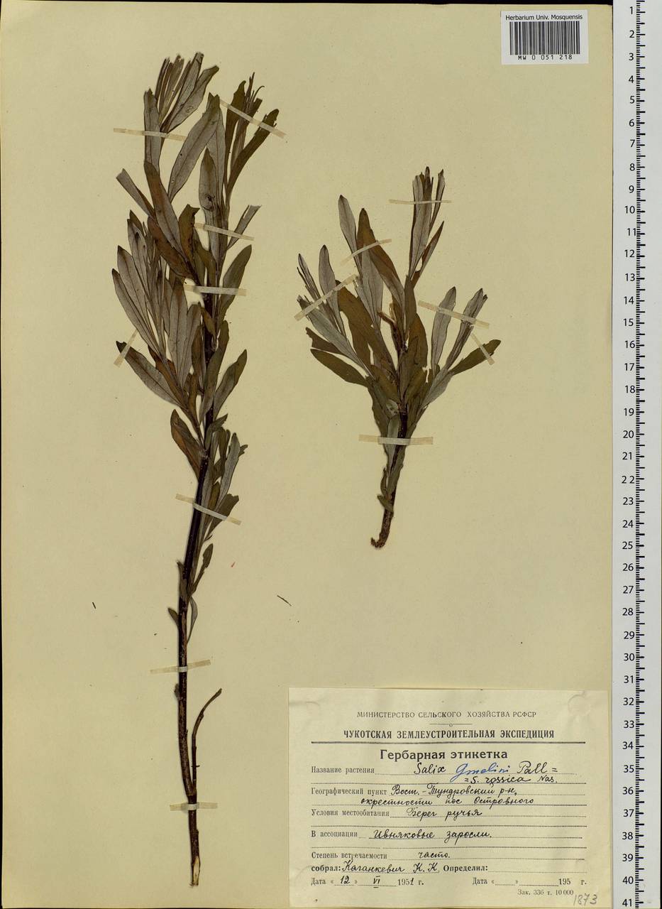 Salix schwerinii E. Wolf, Siberia, Chukotka & Kamchatka (S7) (Russia)