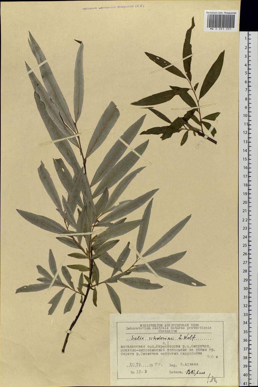 Salix schwerinii E. Wolf, Siberia, Chukotka & Kamchatka (S7) (Russia)