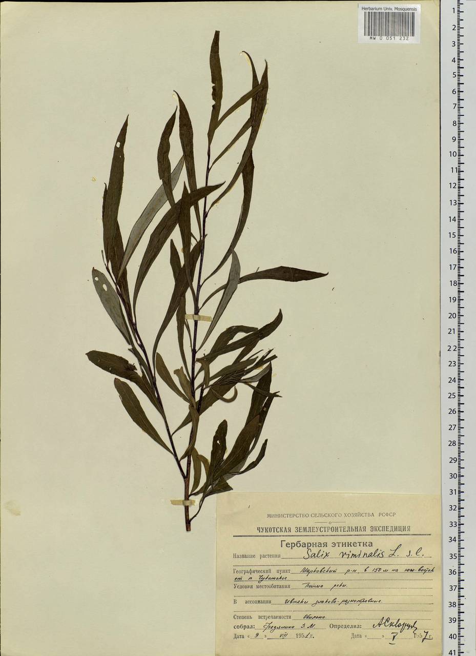 Salix schwerinii E. Wolf, Siberia, Chukotka & Kamchatka (S7) (Russia)