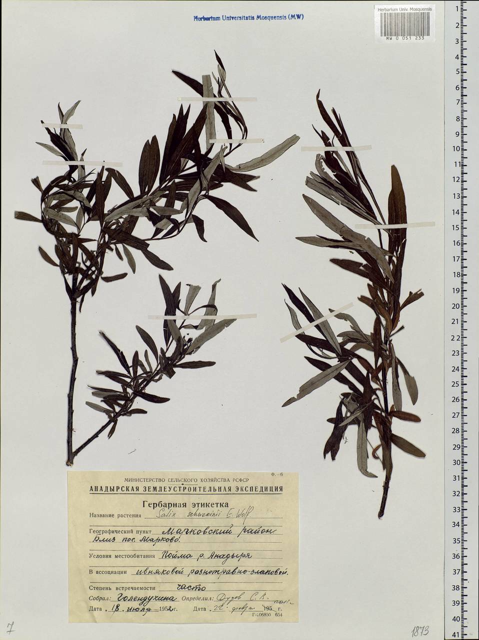 Salix schwerinii E. Wolf, Siberia, Chukotka & Kamchatka (S7) (Russia)