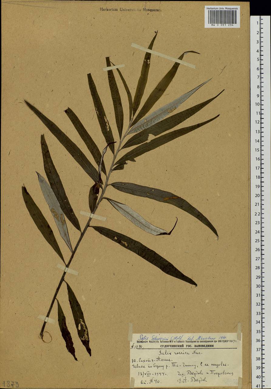 Salix schwerinii E. Wolf, Siberia, Russian Far East (S6) (Russia)