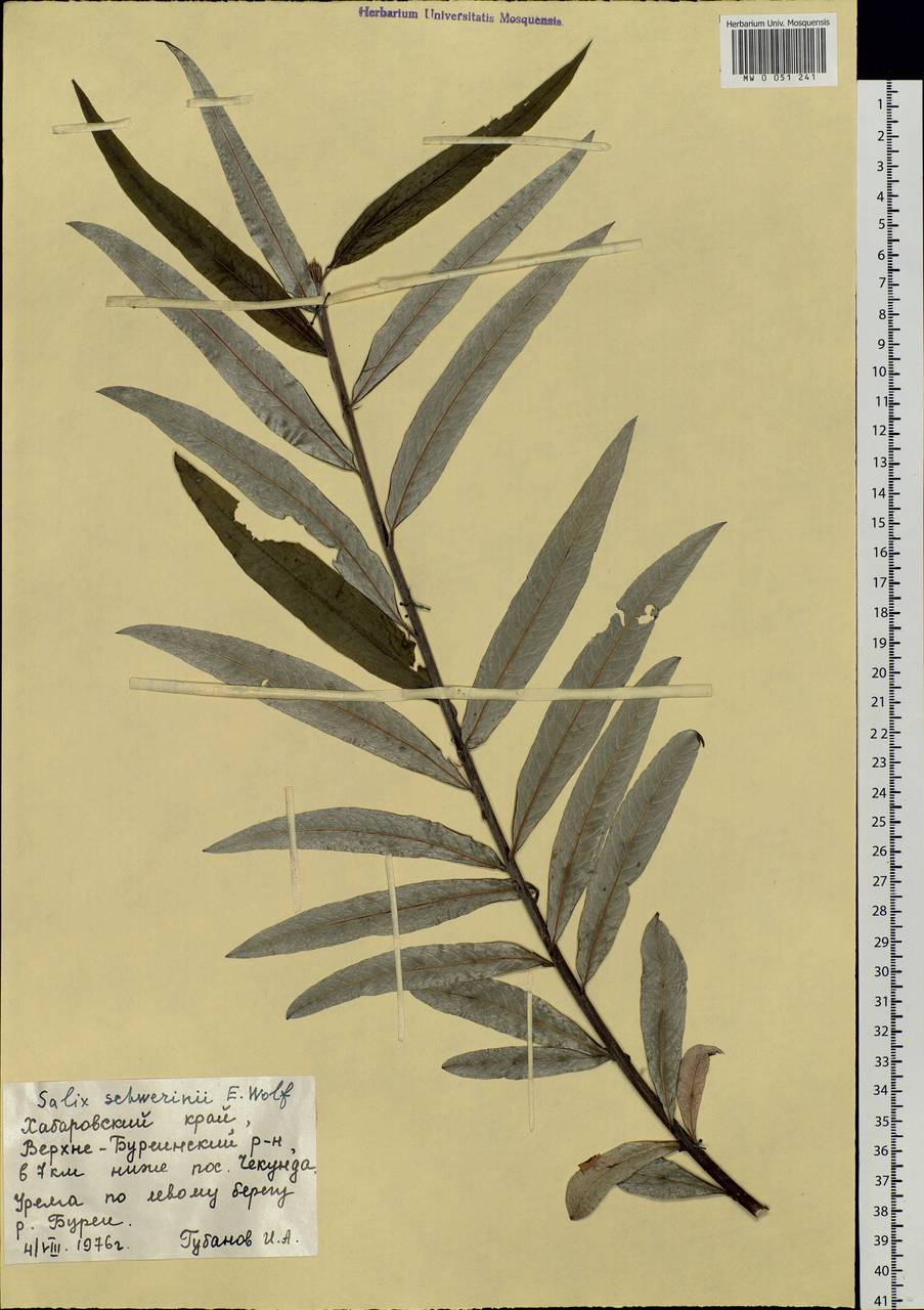 Salix schwerinii E. Wolf, Siberia, Russian Far East (S6) (Russia)