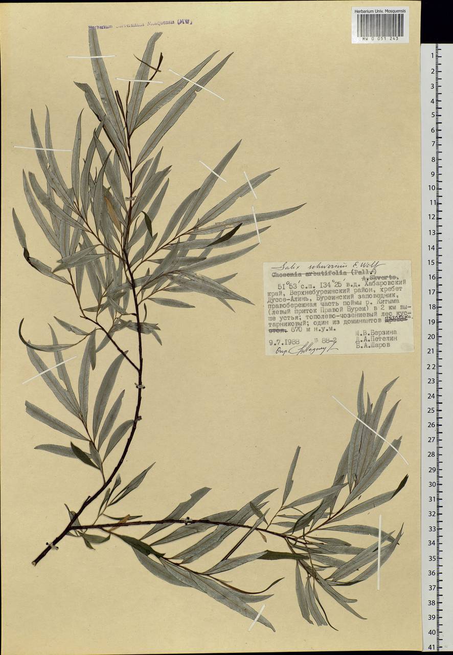 Salix schwerinii E. L. Wolf, Siberia, Russian Far East (S6) (Russia)