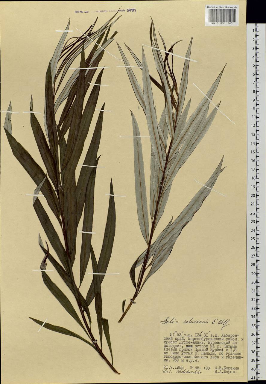 Salix schwerinii E. Wolf, Siberia, Russian Far East (S6) (Russia)