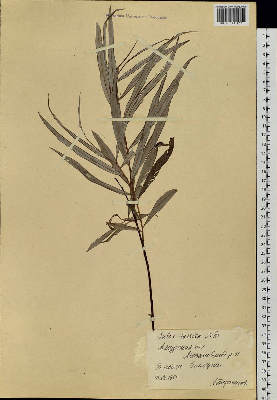 Salix schwerinii E. L. Wolf, Siberia, Russian Far East (S6) (Russia)