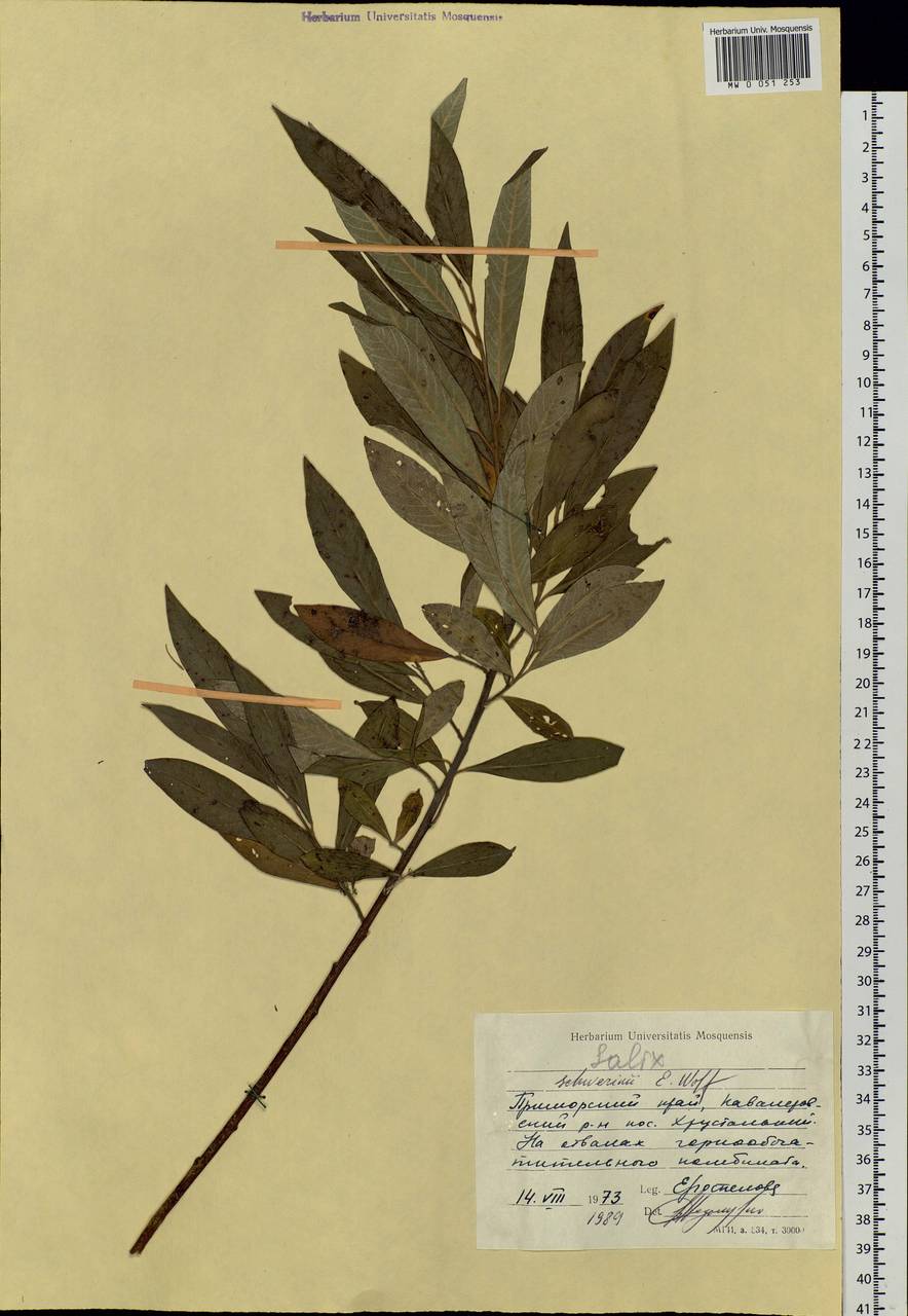 Salix schwerinii E. Wolf, Siberia, Russian Far East (S6) (Russia)