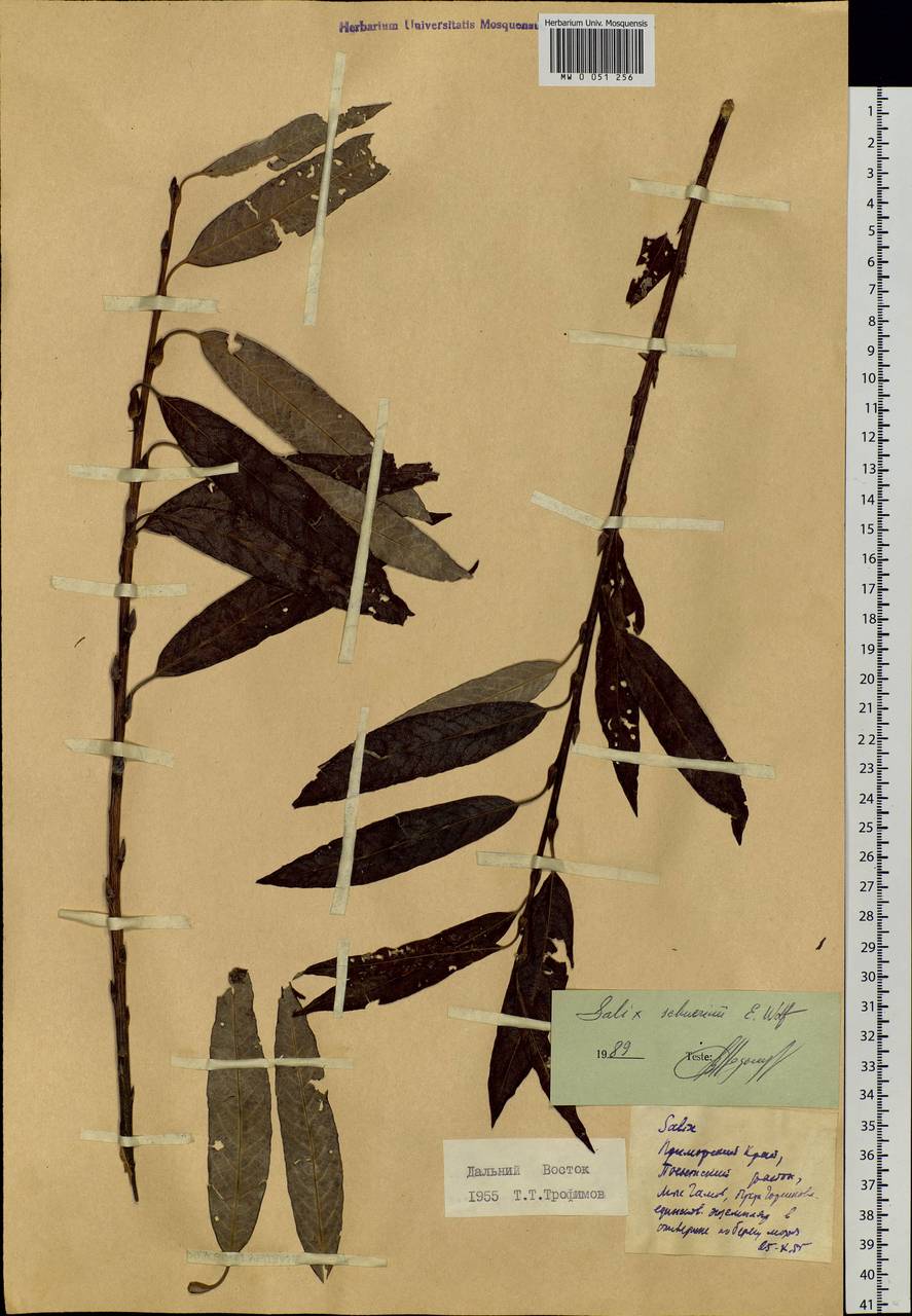 Salix schwerinii E. Wolf, Siberia, Russian Far East (S6) (Russia)