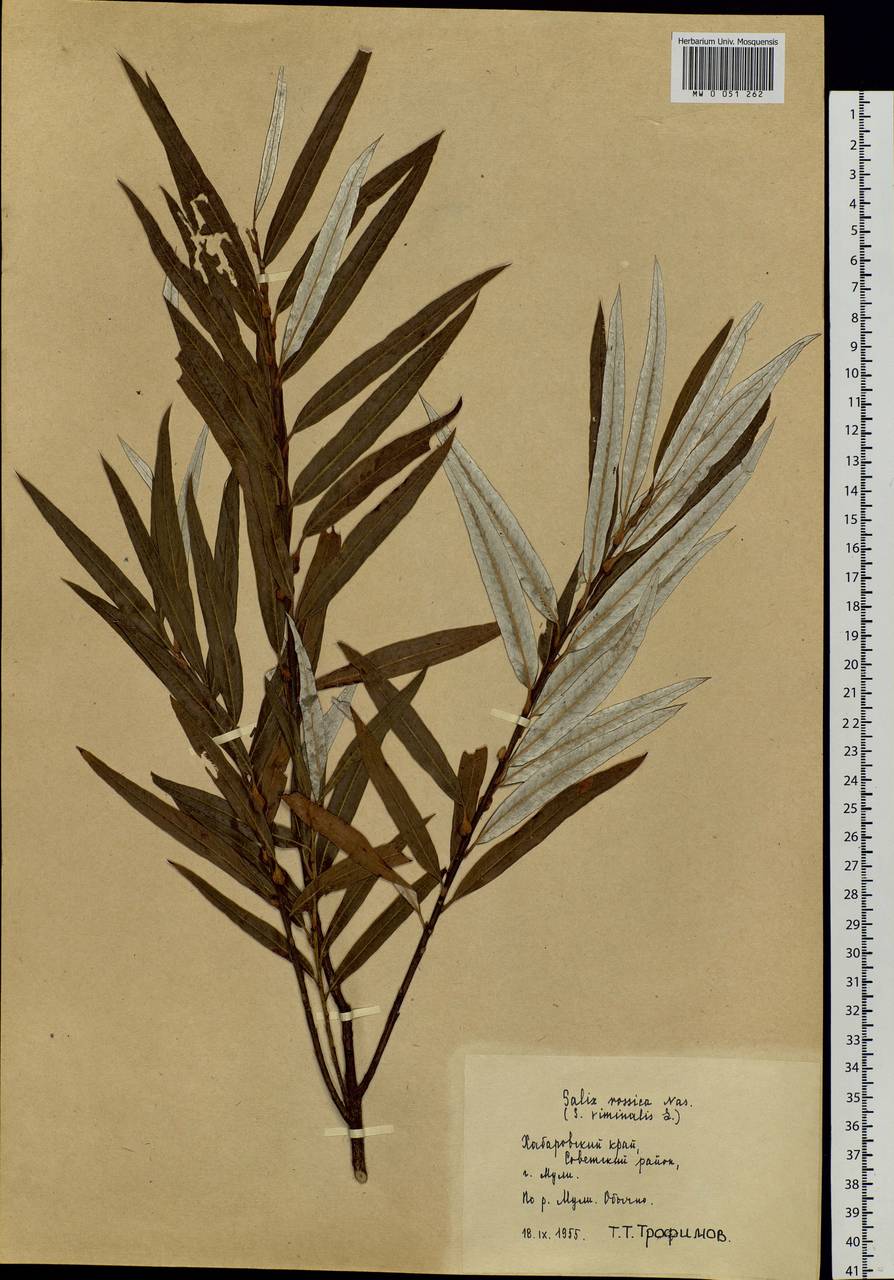 Salix schwerinii E. L. Wolf, Siberia, Russian Far East (S6) (Russia)