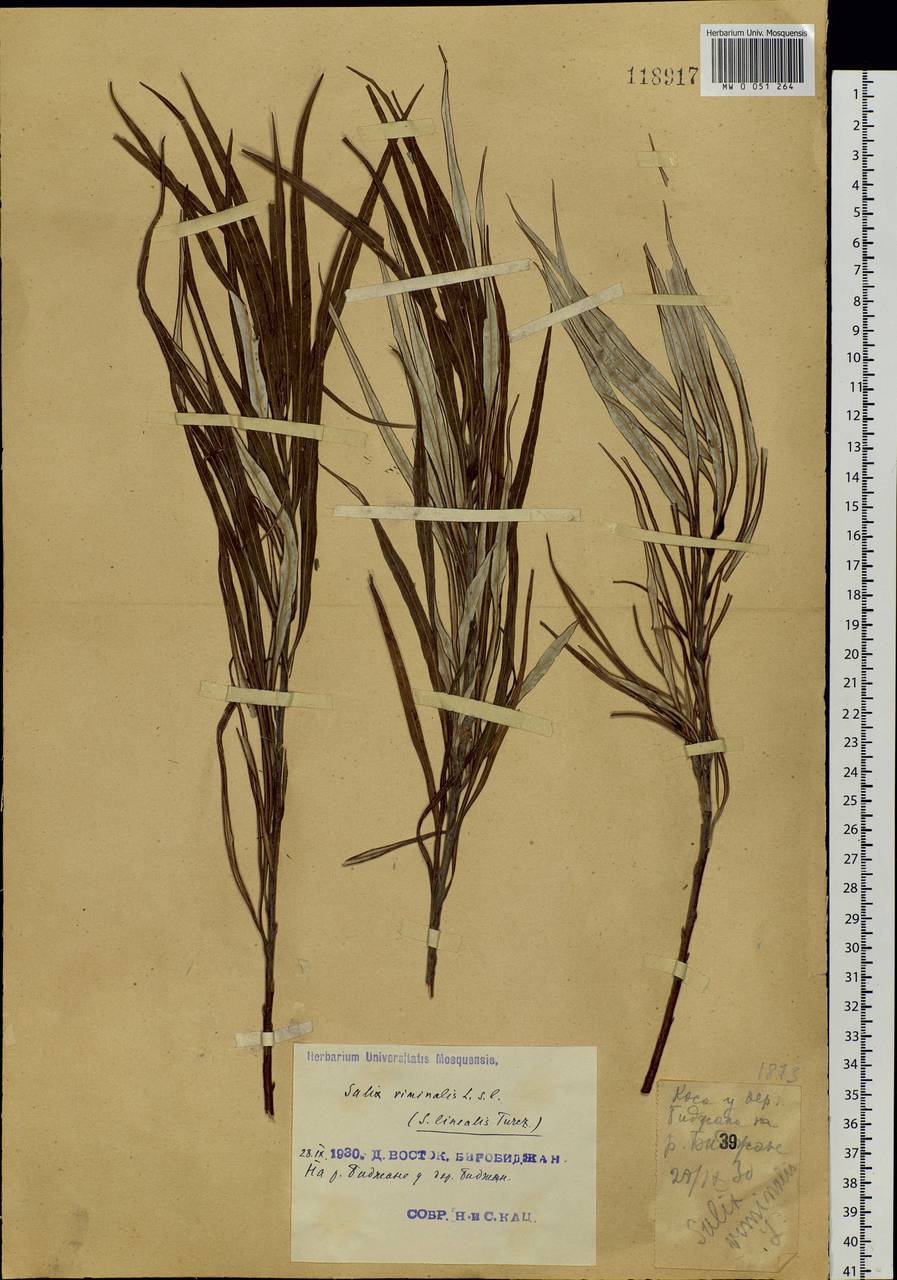 Salix schwerinii E. Wolf, Siberia, Russian Far East (S6) (Russia)