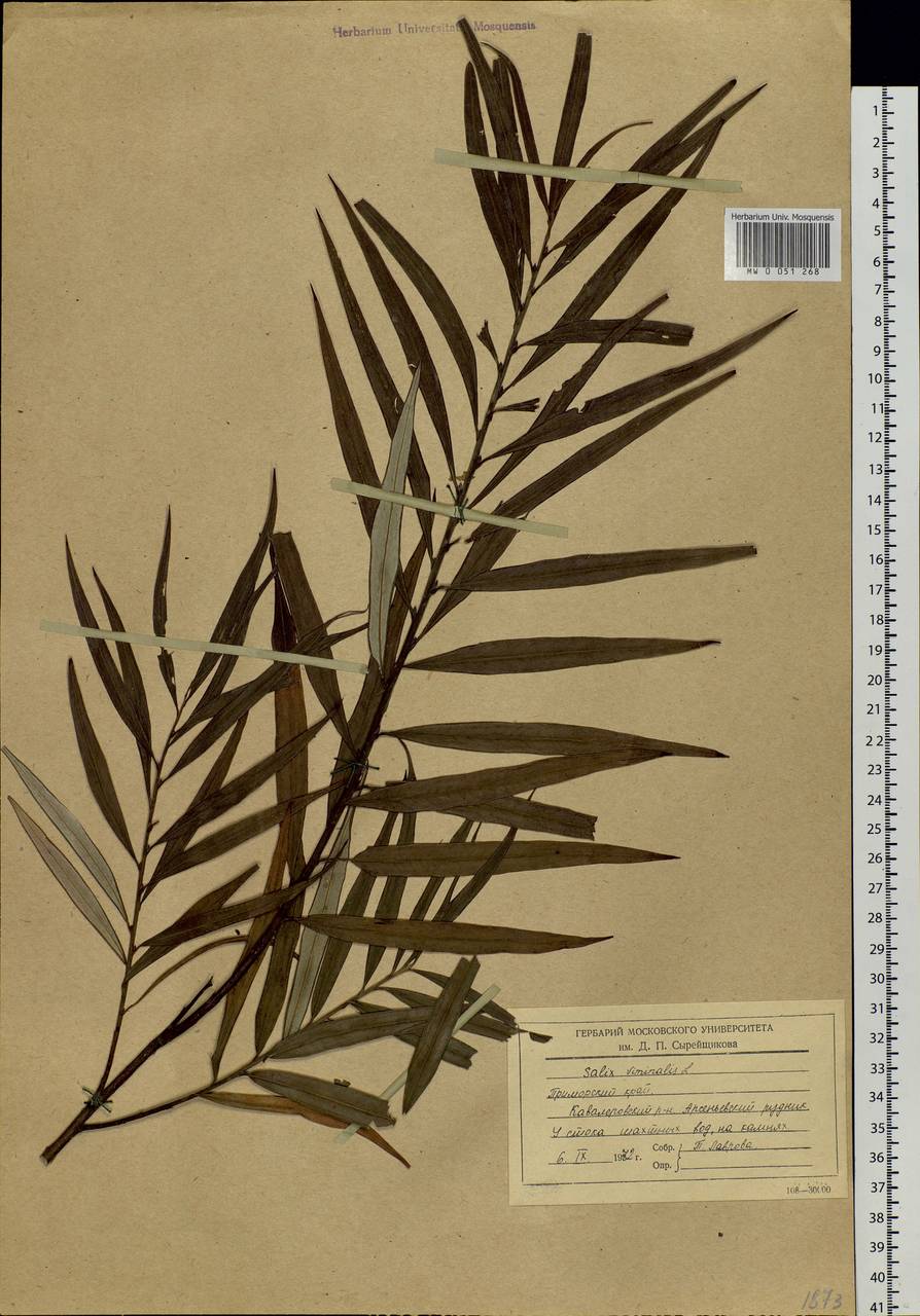 Salix schwerinii E. L. Wolf, Siberia, Russian Far East (S6) (Russia)