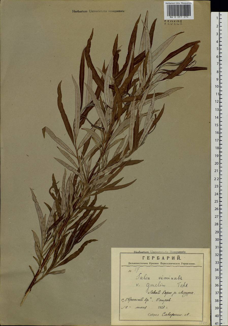 Salix schwerinii E. L. Wolf, Siberia, Russian Far East (S6) (Russia)