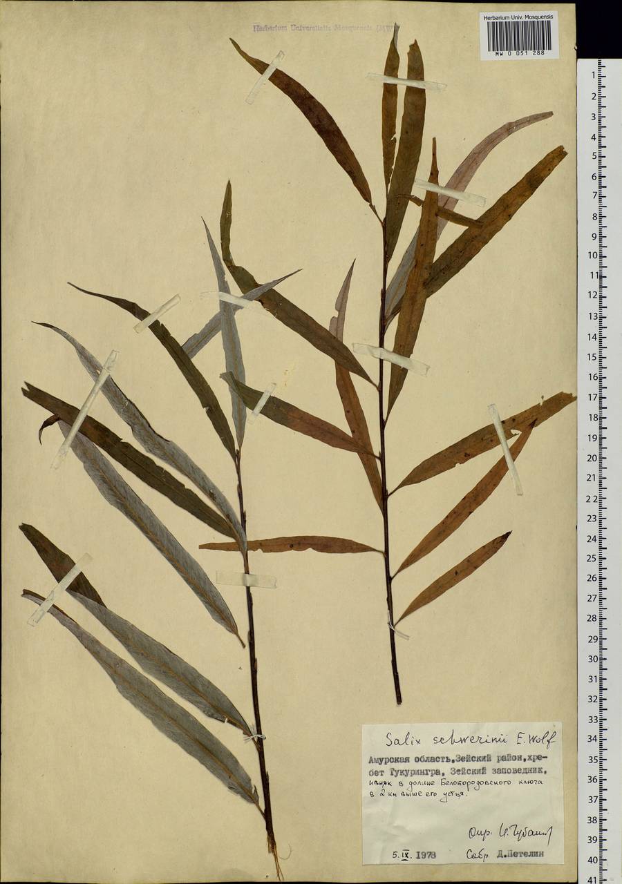 Salix schwerinii E. Wolf, Siberia, Russian Far East (S6) (Russia)