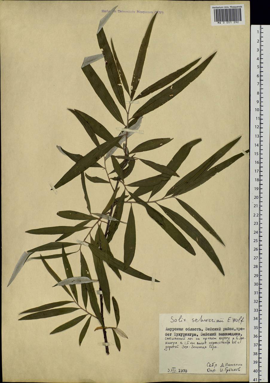 Salix schwerinii E. L. Wolf, Siberia, Russian Far East (S6) (Russia)