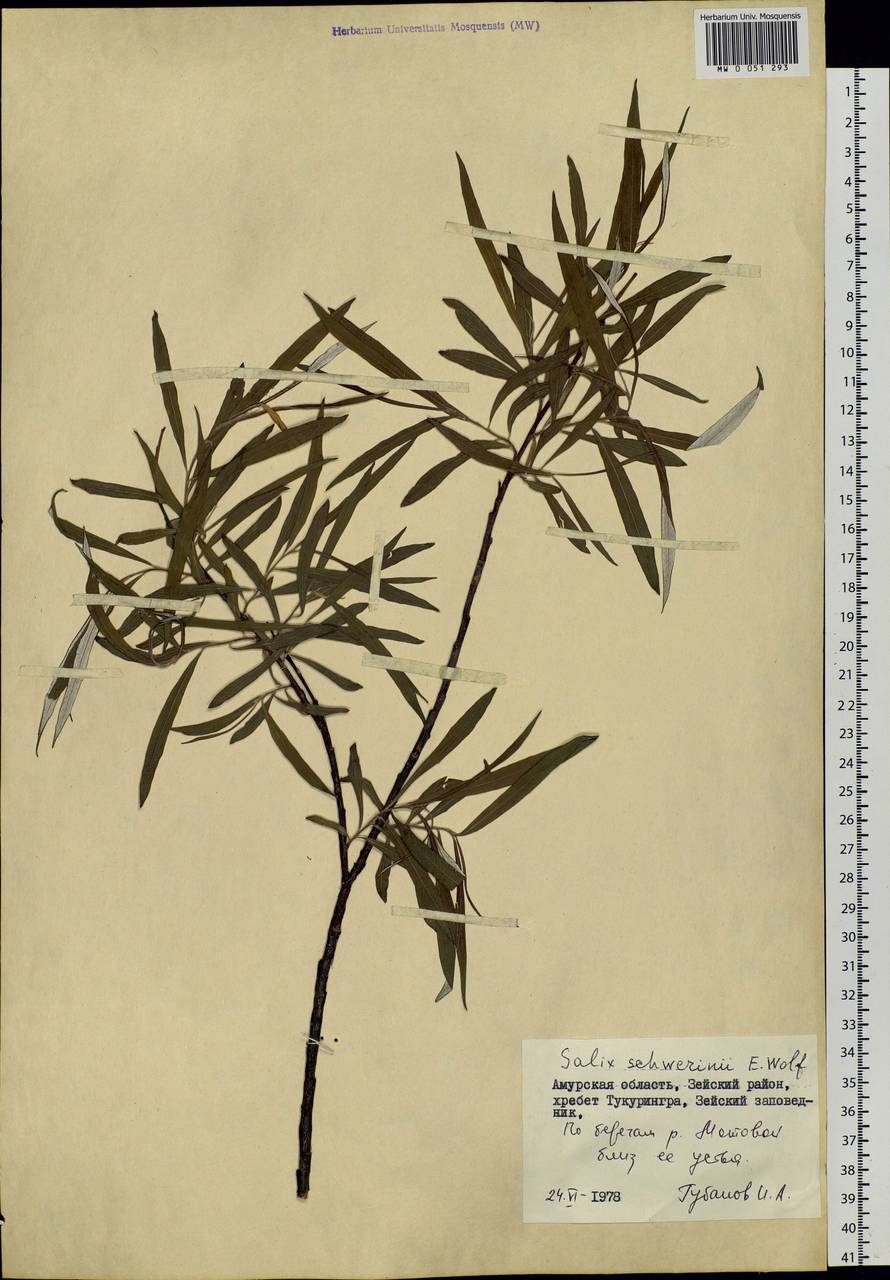 Salix schwerinii E. Wolf, Siberia, Russian Far East (S6) (Russia)