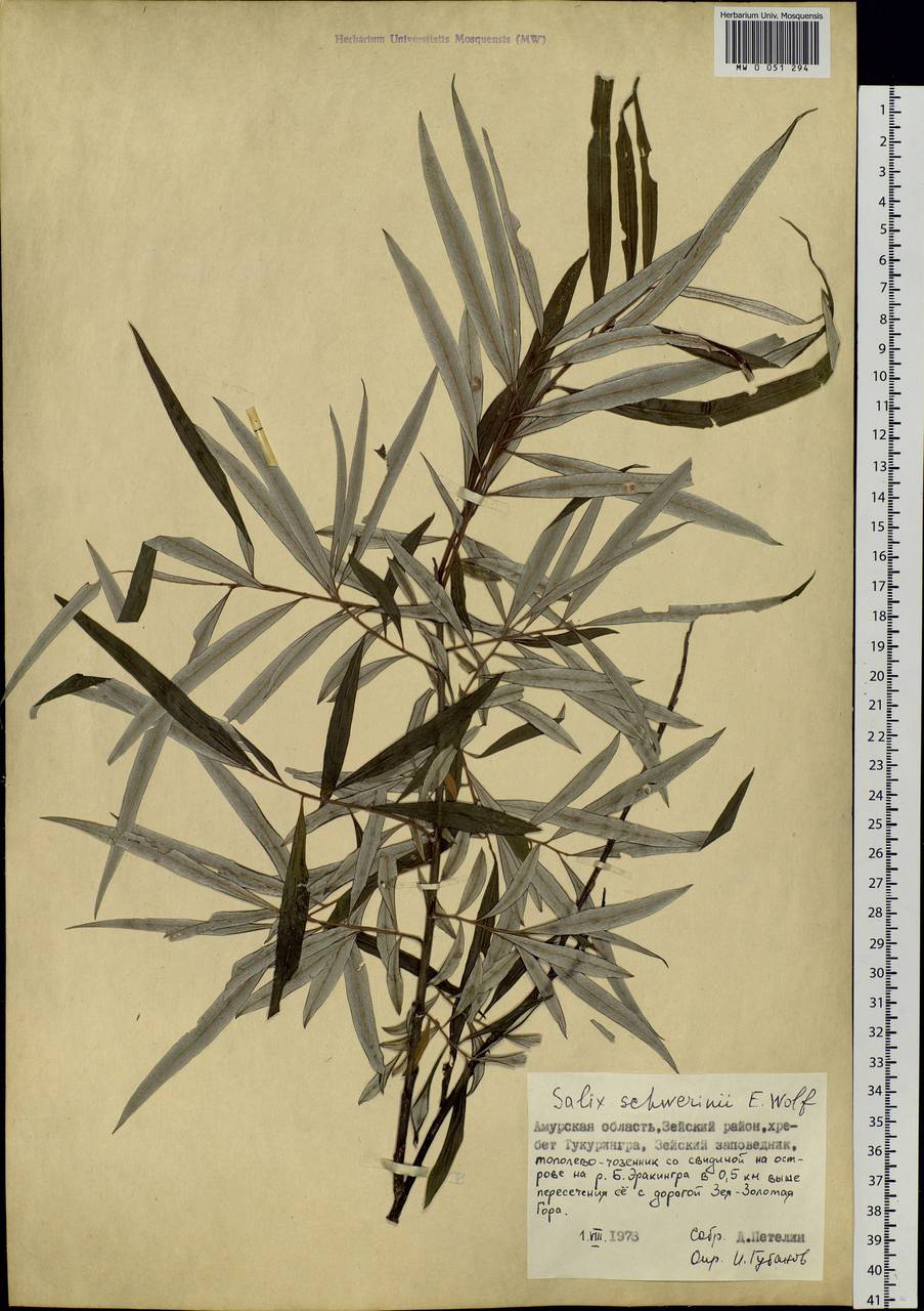 Salix schwerinii E. Wolf, Siberia, Russian Far East (S6) (Russia)