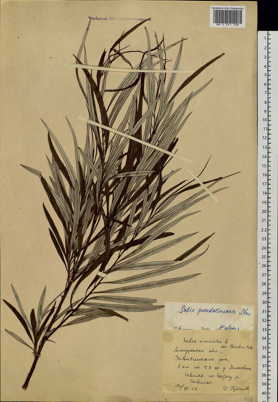 Salix schwerinii E. Wolf, Siberia, Russian Far East (S6) (Russia)