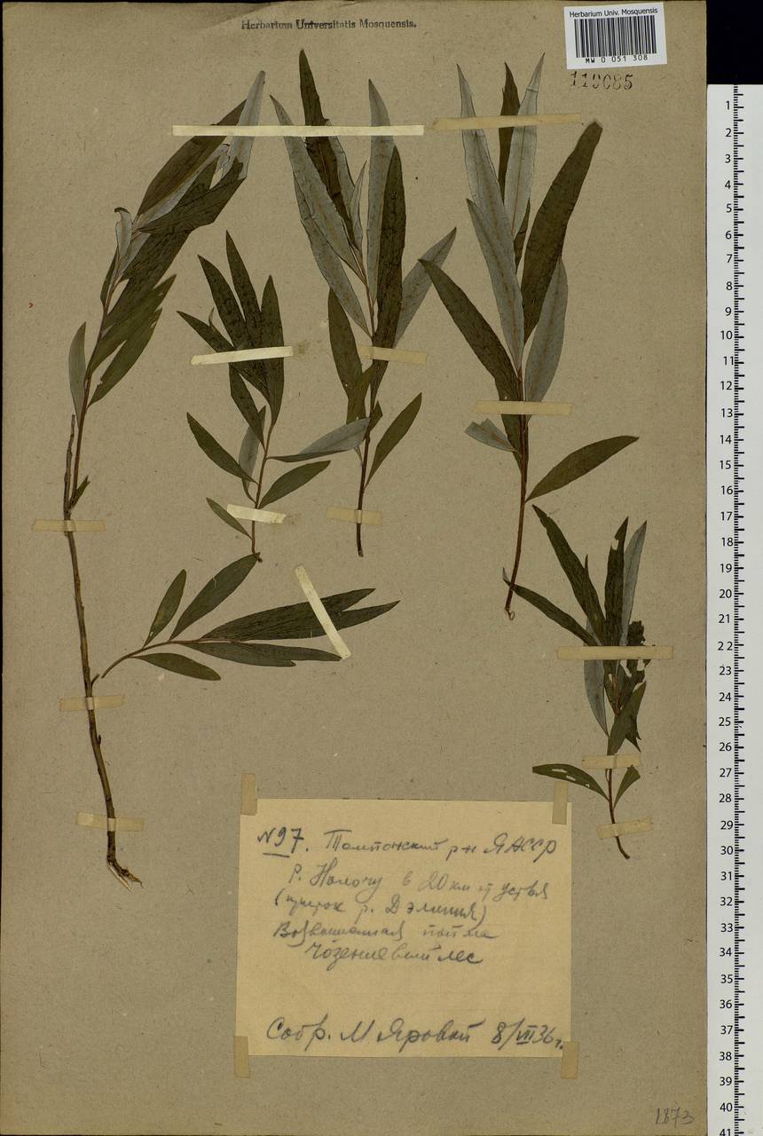 Salix schwerinii E. Wolf, Siberia, Yakutia (S5) (Russia)