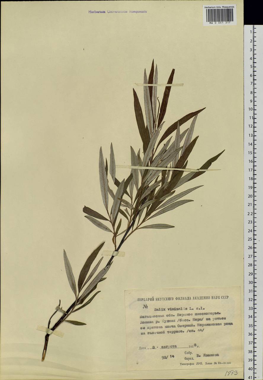 Salix schwerinii E. Wolf, Siberia, Chukotka & Kamchatka (S7) (Russia)