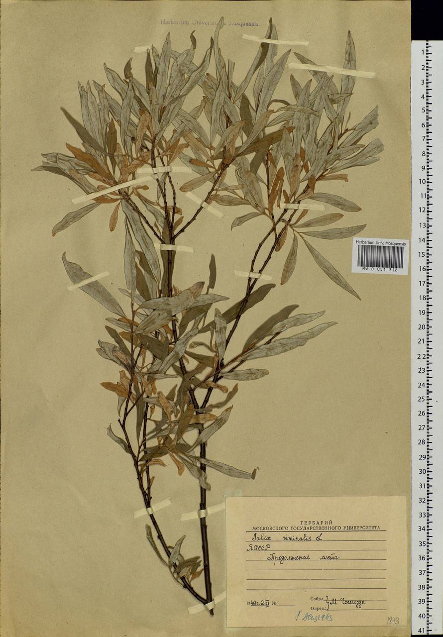 Salix schwerinii E. Wolf, Siberia, Central Siberia (S3) (Russia)