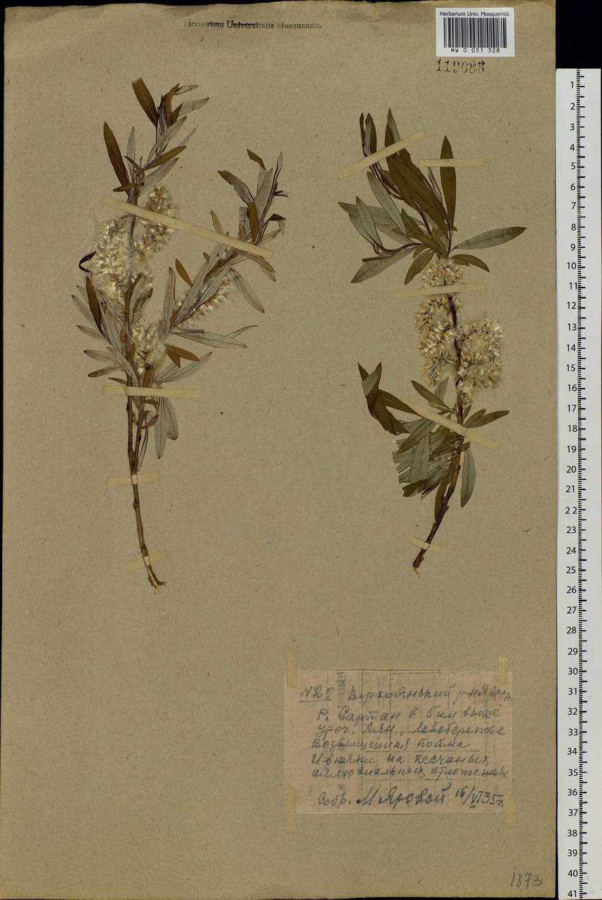 Salix schwerinii E. Wolf, Siberia, Yakutia (S5) (Russia)