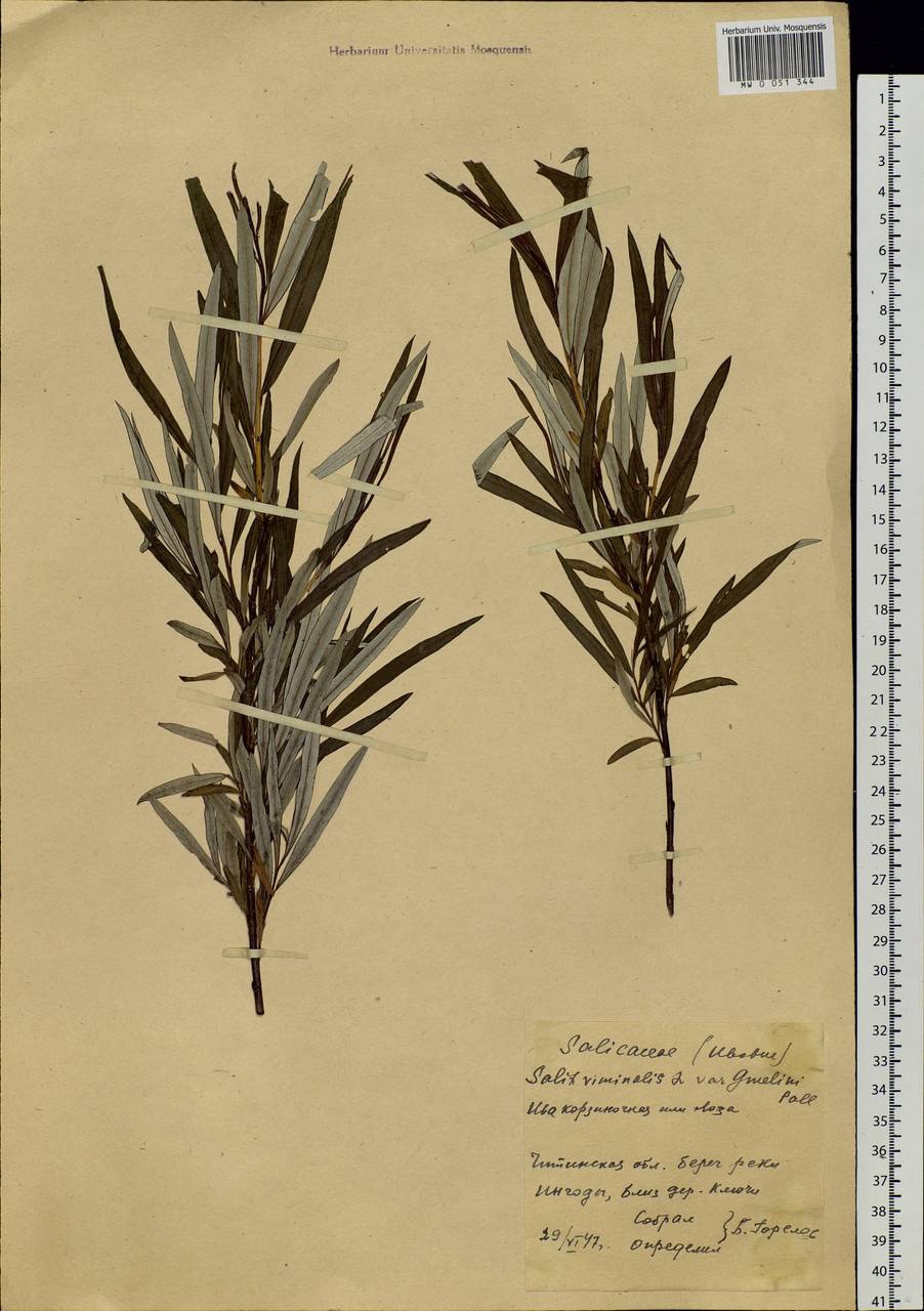 Salix schwerinii E. Wolf, Siberia, Baikal & Transbaikal region (S4) (Russia)