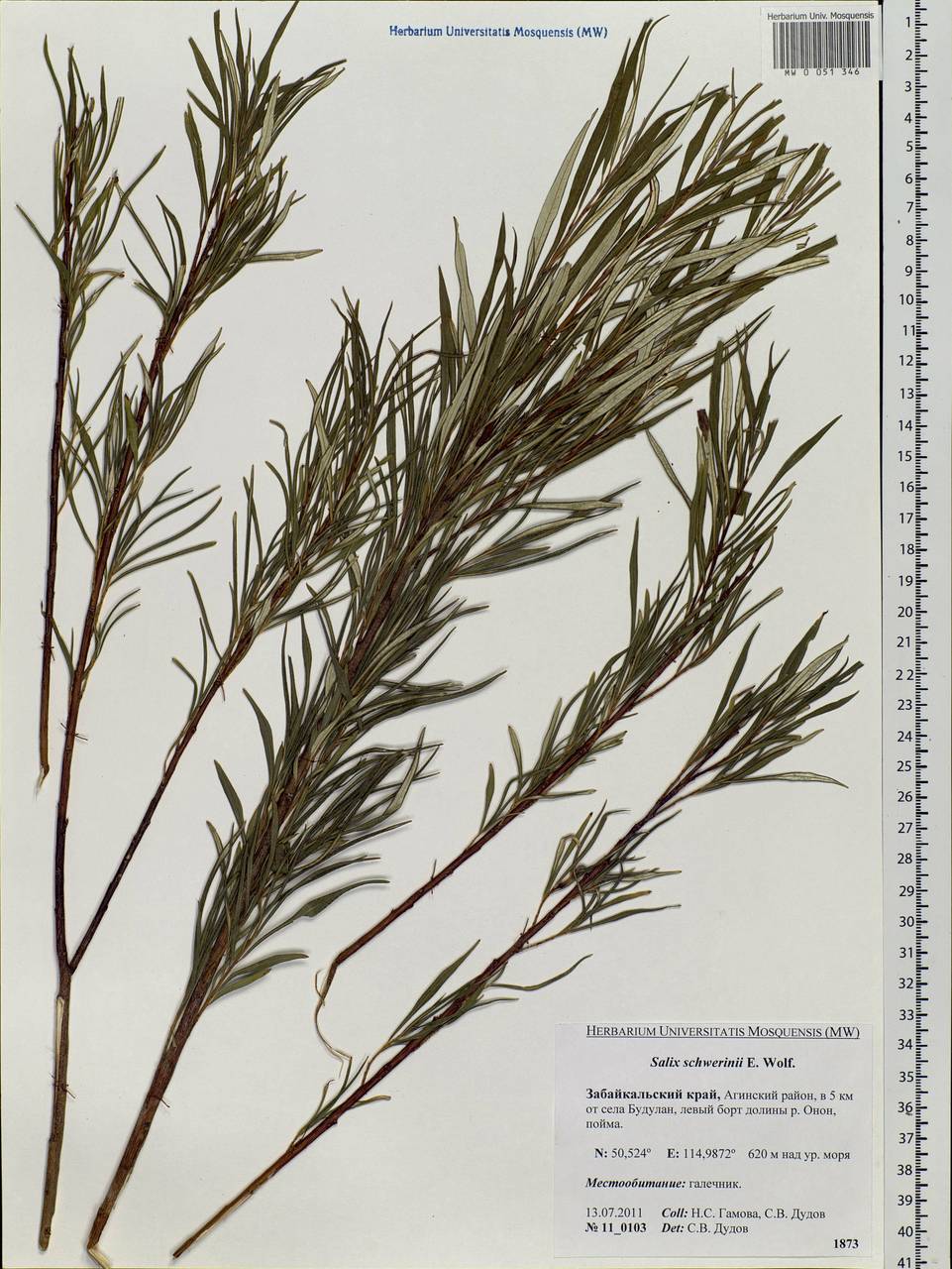 Salix schwerinii E. Wolf, Siberia, Baikal & Transbaikal region (S4) (Russia)