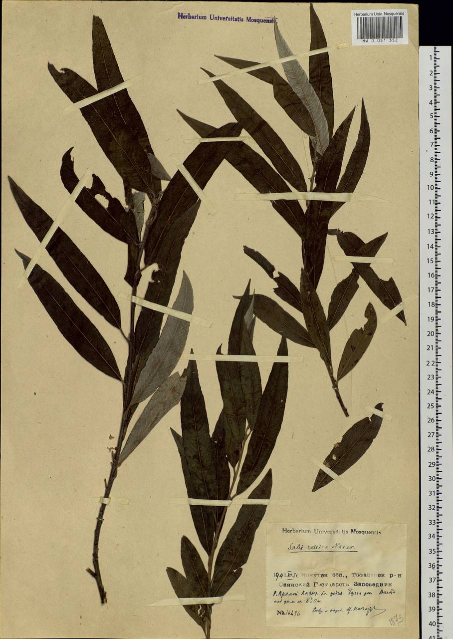 Salix schwerinii E. Wolf, Siberia, Baikal & Transbaikal region (S4) (Russia)