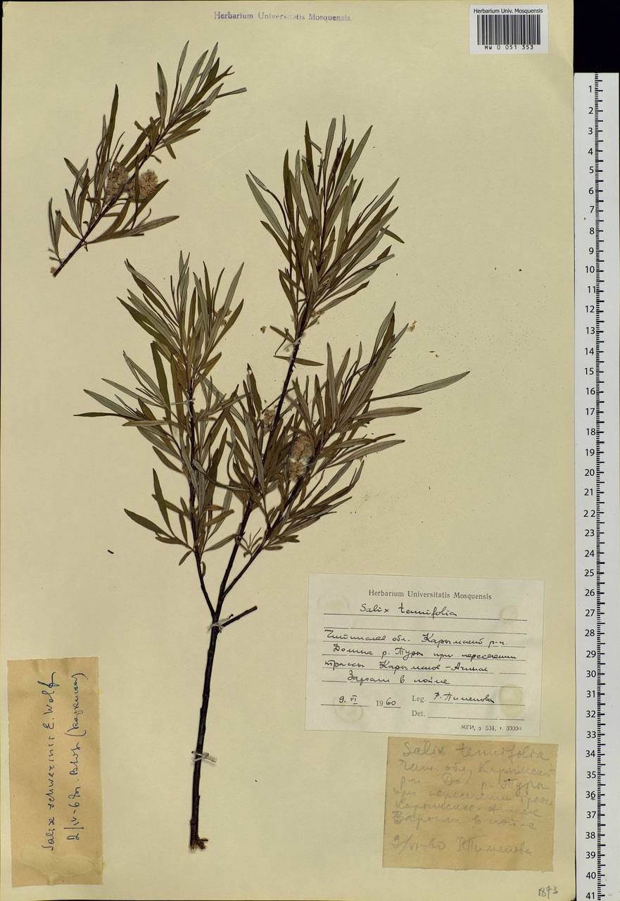 Salix schwerinii E. L. Wolf, Siberia, Baikal & Transbaikal region (S4) (Russia)