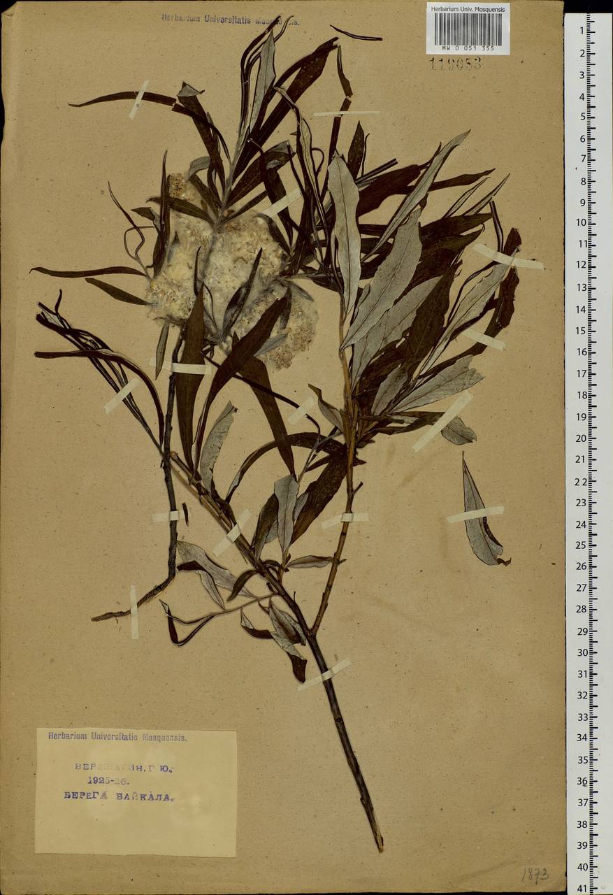 Salix schwerinii E. L. Wolf, Siberia, Baikal & Transbaikal region (S4) (Russia)