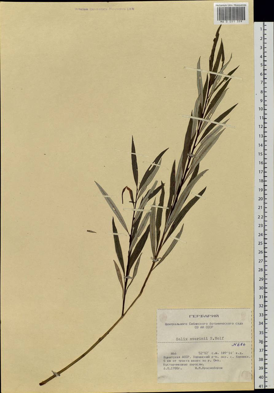Salix schwerinii E. Wolf, Siberia, Baikal & Transbaikal region (S4) (Russia)