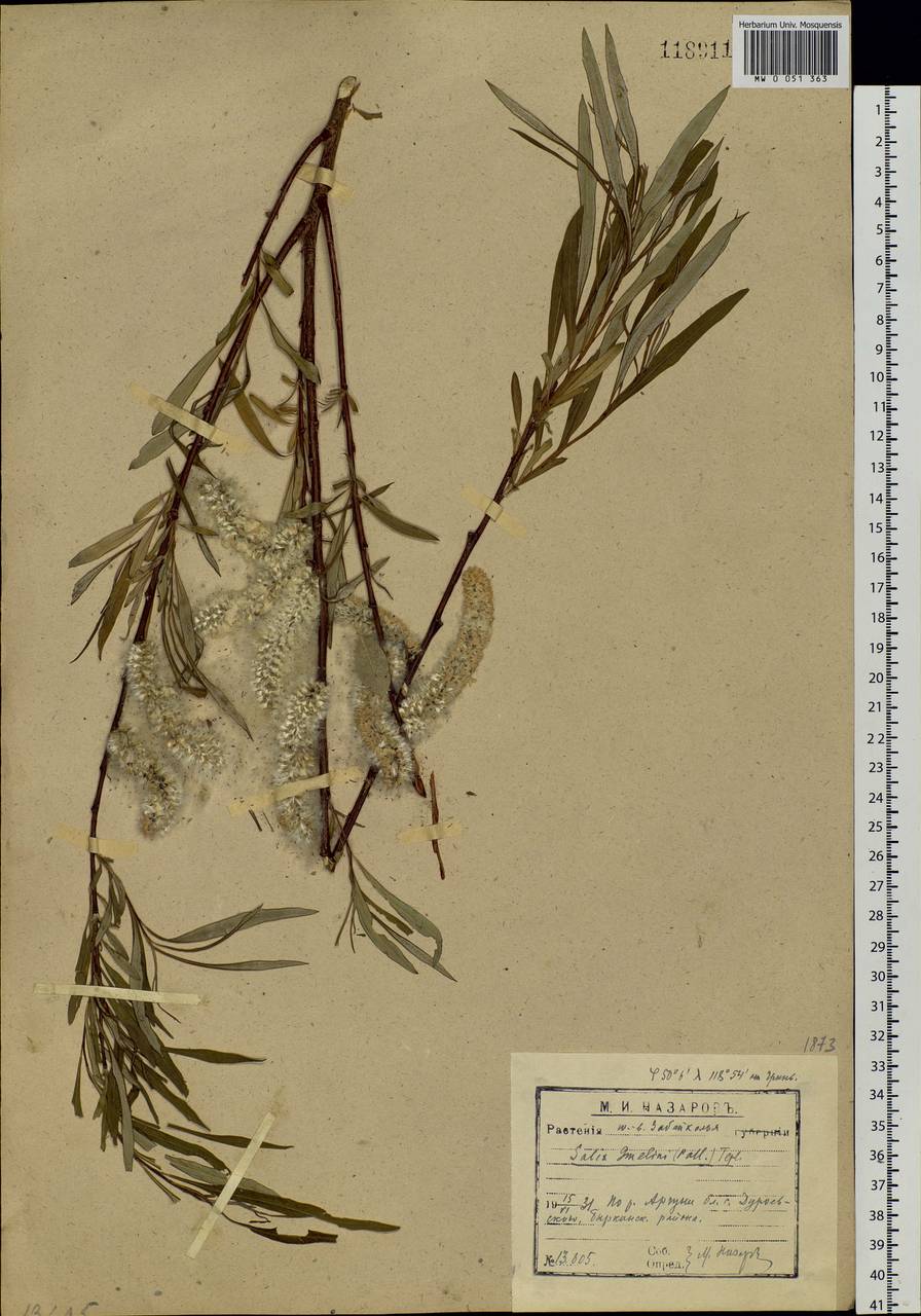 Salix schwerinii E. Wolf, Siberia, Baikal & Transbaikal region (S4) (Russia)