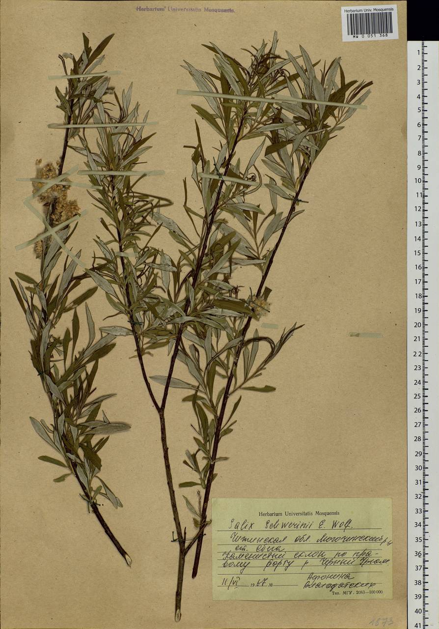 Salix schwerinii E. L. Wolf, Siberia, Baikal & Transbaikal region (S4) (Russia)