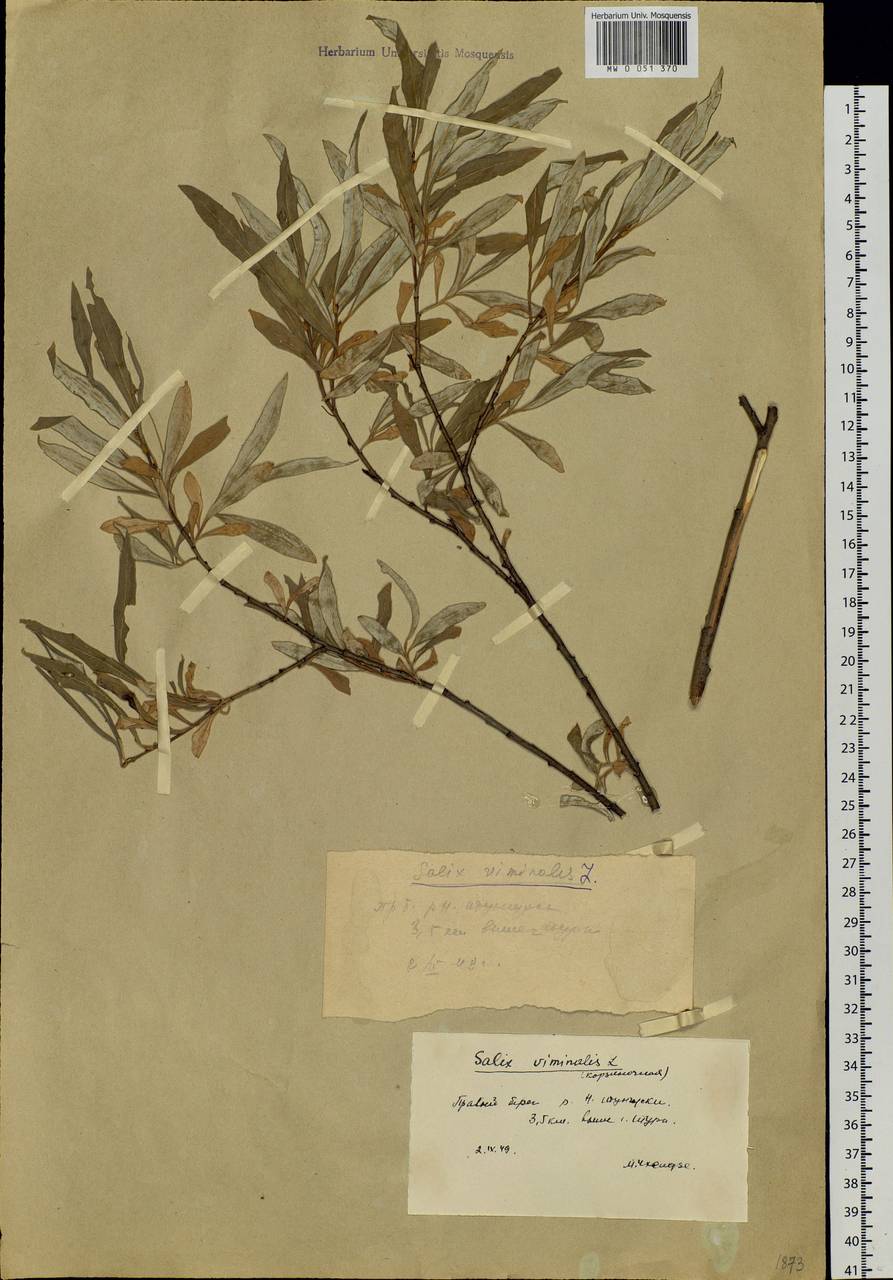 Salix schwerinii E. Wolf, Siberia, Central Siberia (S3) (Russia)
