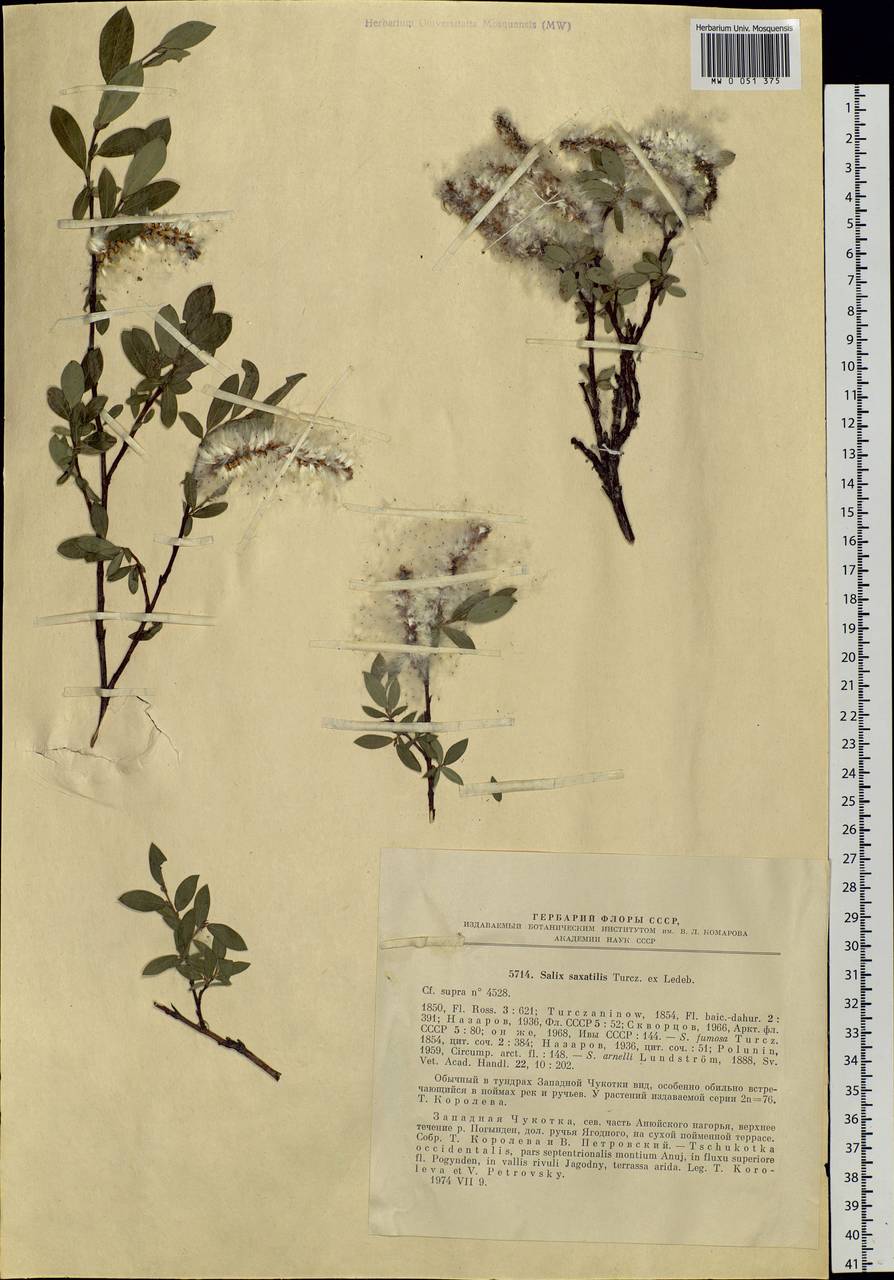 Salix saxatilis Turcz., Siberia, Chukotka & Kamchatka (S7) (Russia)