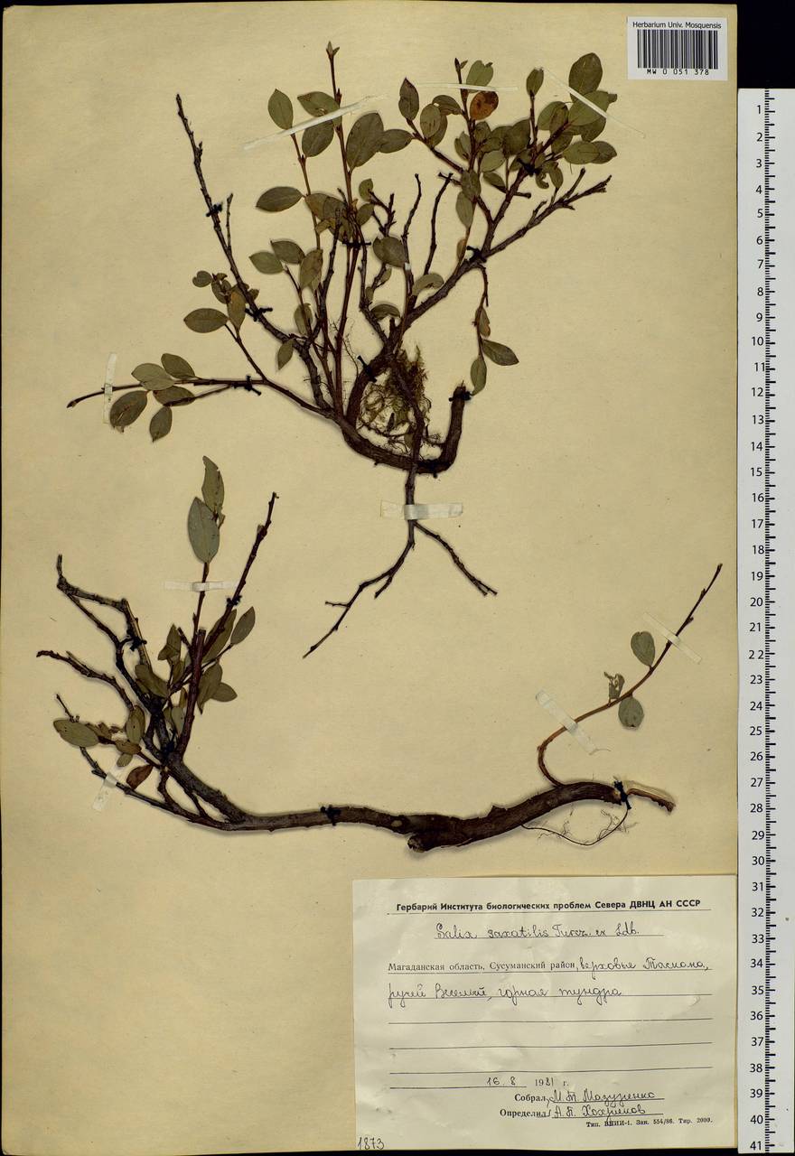 Salix saxatilis Turcz., Siberia, Chukotka & Kamchatka (S7) (Russia)