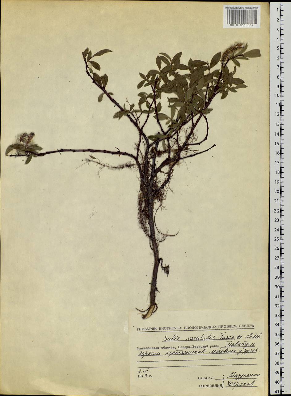 Salix saxatilis Turcz., Siberia, Chukotka & Kamchatka (S7) (Russia)