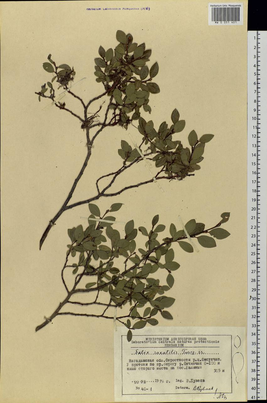 Salix saxatilis Turcz., Siberia, Chukotka & Kamchatka (S7) (Russia)