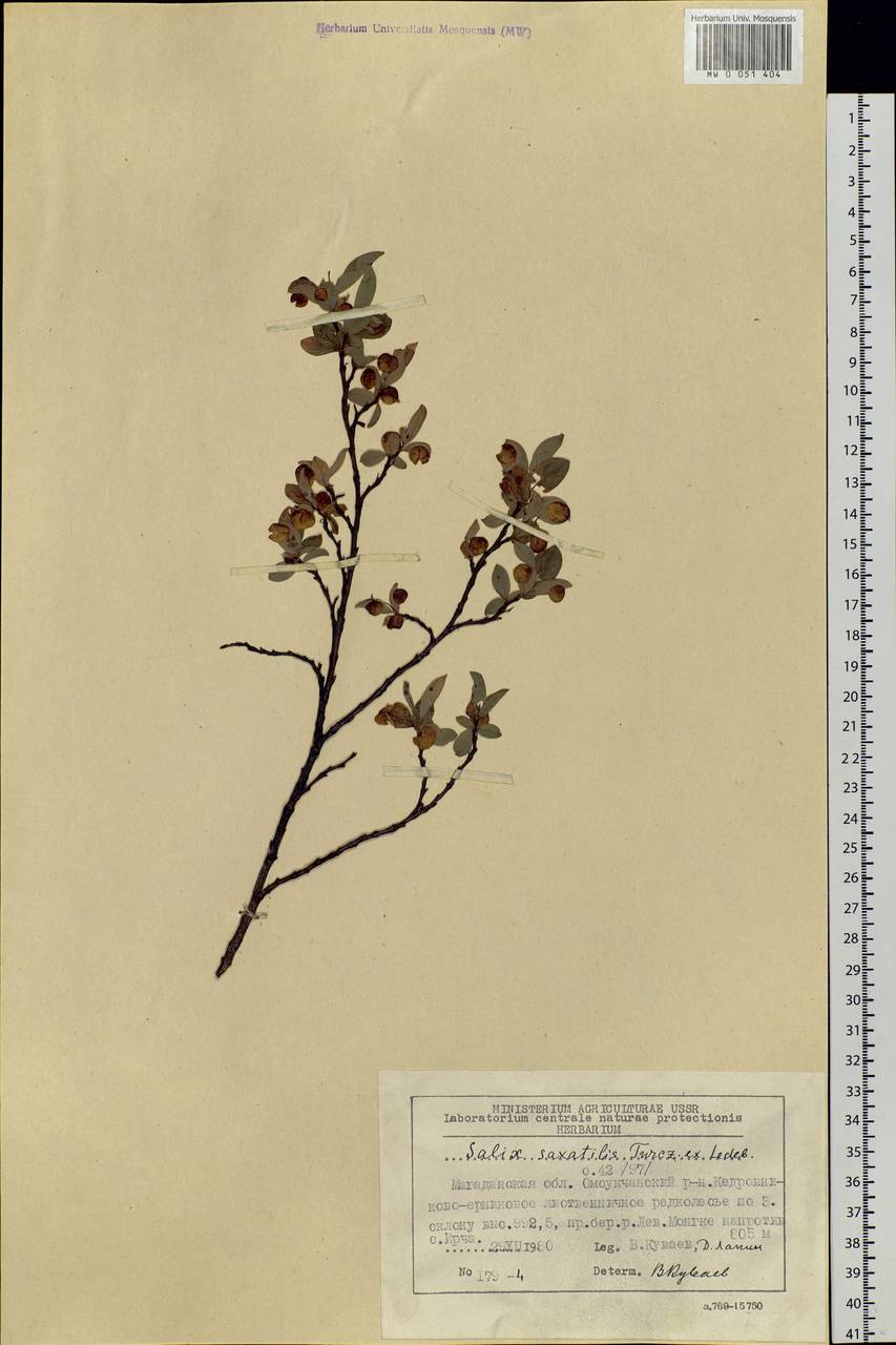 Salix saxatilis Turcz., Siberia, Chukotka & Kamchatka (S7) (Russia)