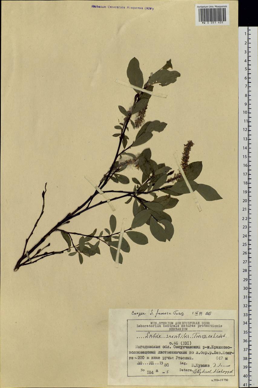 Salix saxatilis Turcz., Siberia, Chukotka & Kamchatka (S7) (Russia)