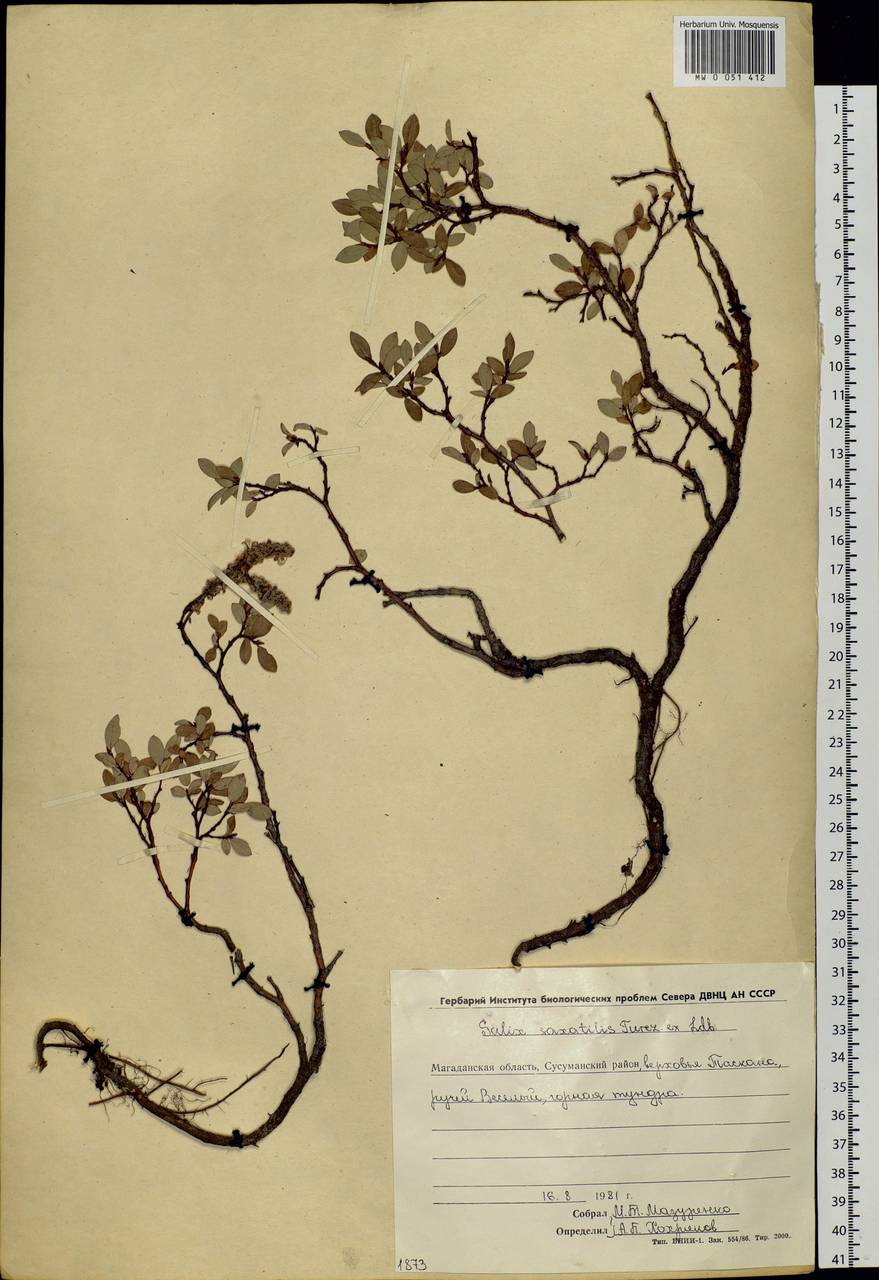 Salix saxatilis Turcz., Siberia, Chukotka & Kamchatka (S7) (Russia)