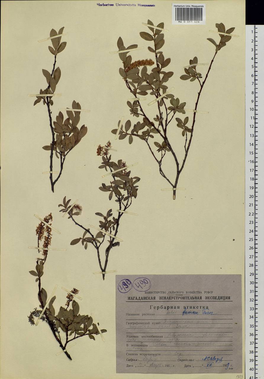 Salix saxatilis Turcz., Siberia, Chukotka & Kamchatka (S7) (Russia)